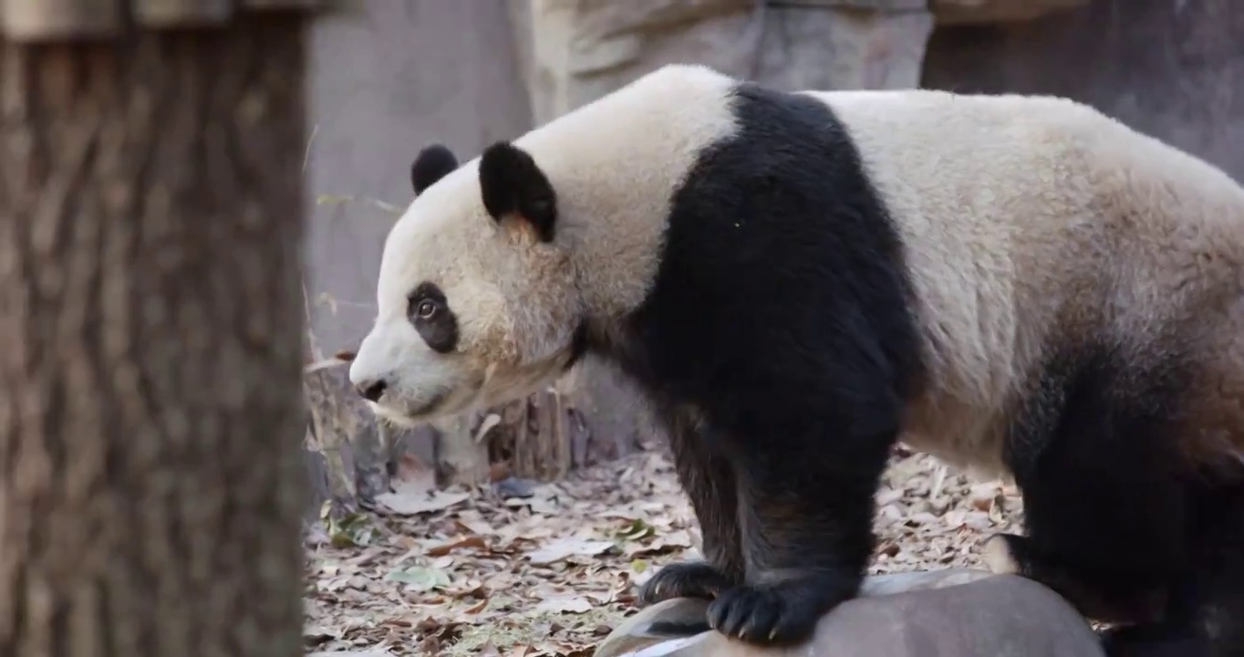 熊猫散步视频素材