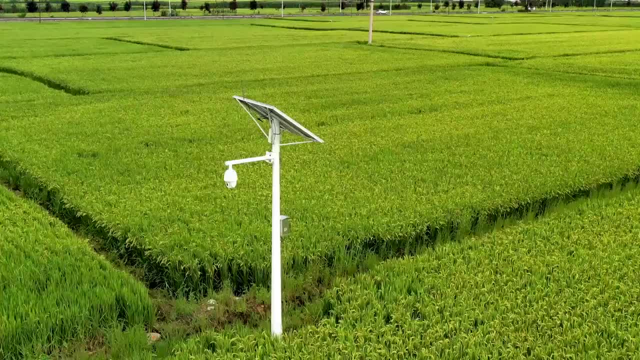 水稻田里的太阳能生态监控摄像头视频素材