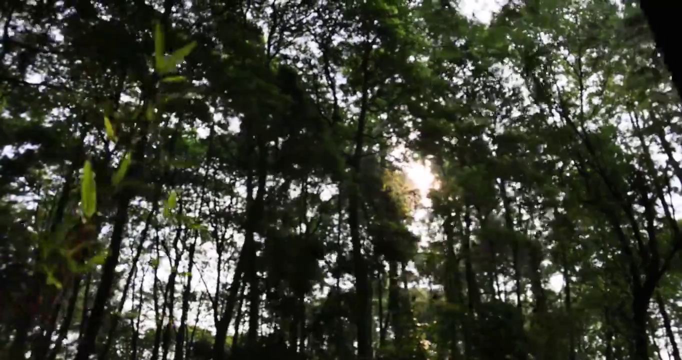 树林上方的太阳星芒视频素材
