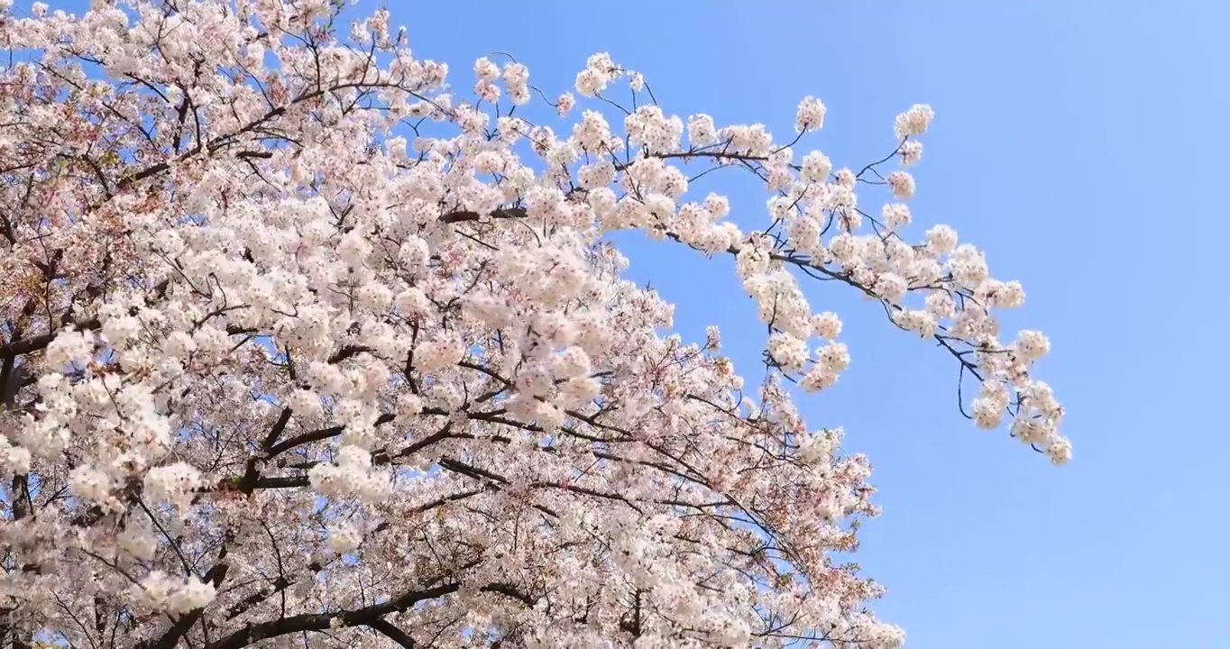樱花盛开，蓝天，日本东京视频素材