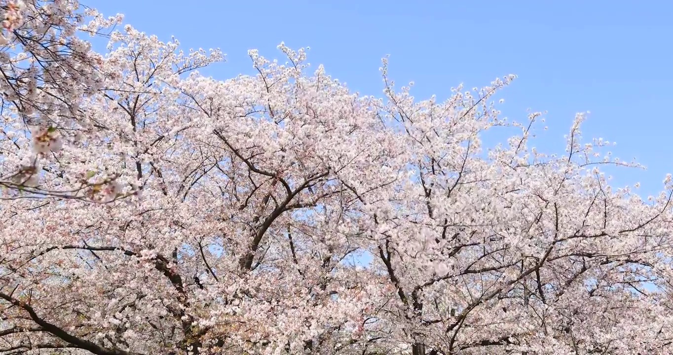 樱花盛开，蓝天，日本东京视频素材
