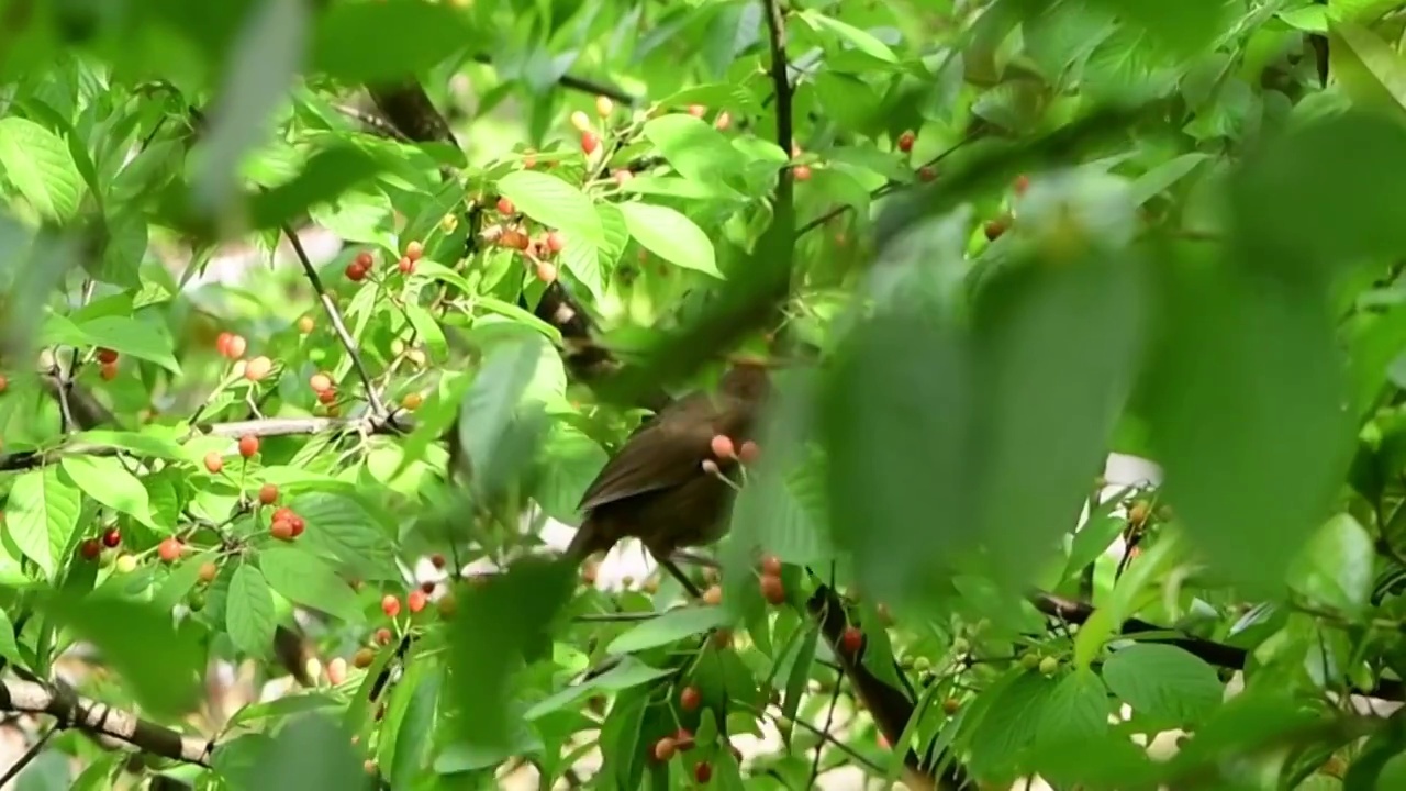 小鸟吃果子视频素材