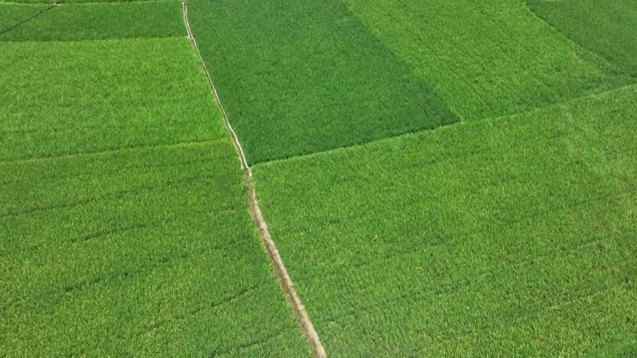 夏天阳光下绿色的稻田视频素材