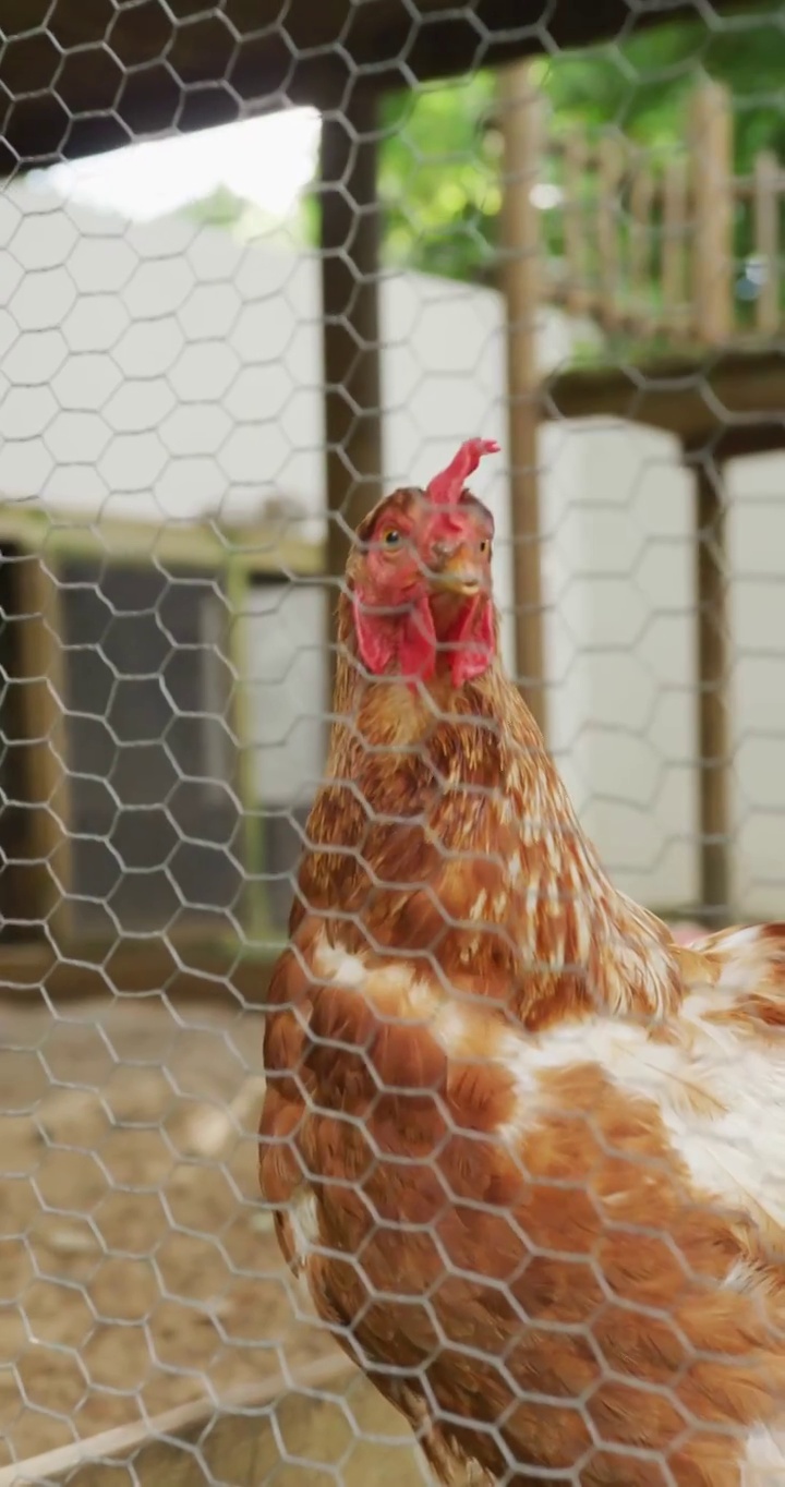 从农场围栏中看到的鸡的垂直视频视频下载