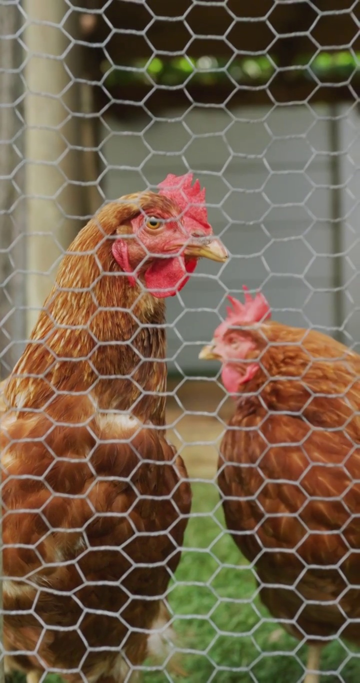 从垂直视频中可以看到两只鸡穿过农场围栏视频下载