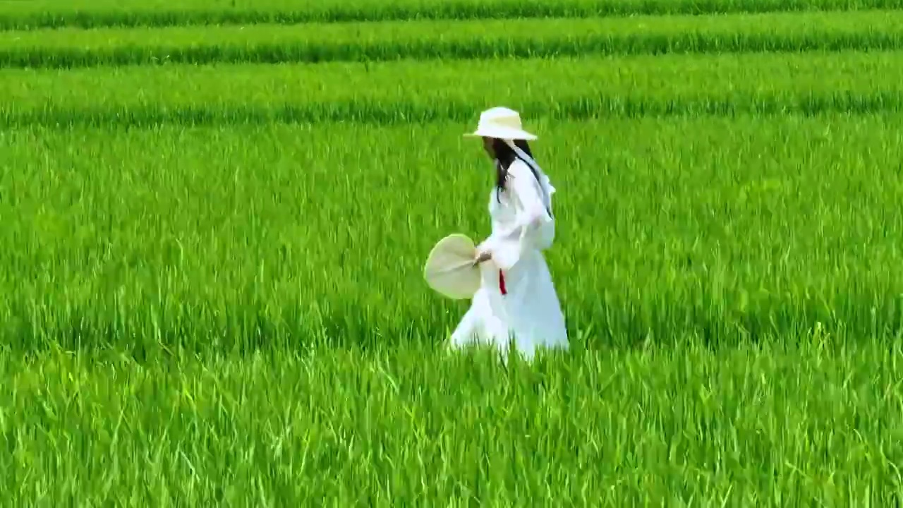 美少女走在成片绿色稻田中航拍夏季乡间乡村视频素材