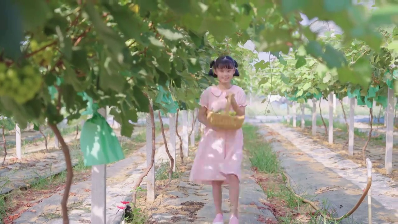 可爱的小女孩在果园里采摘阳光玫瑰葡萄视频下载