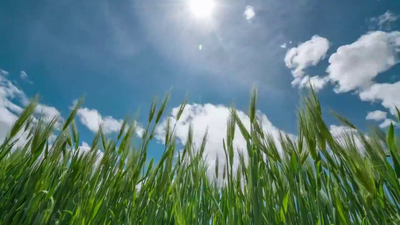 农田里的麦子青稞视频素材
