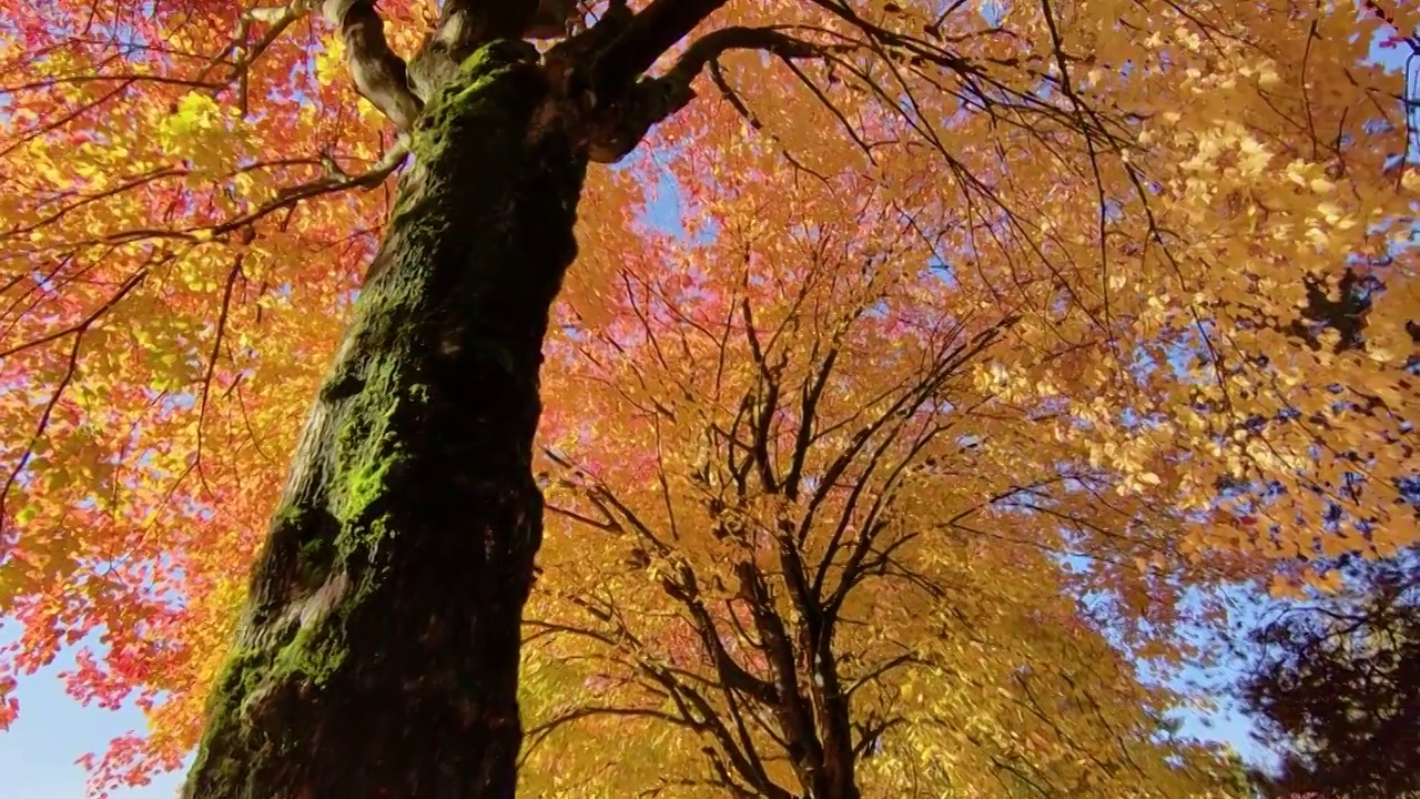 加拿大温哥华的公园中的枫叶视频素材
