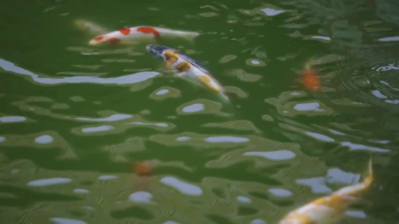 池塘锦鲤,故宫御花园（选编）视频素材