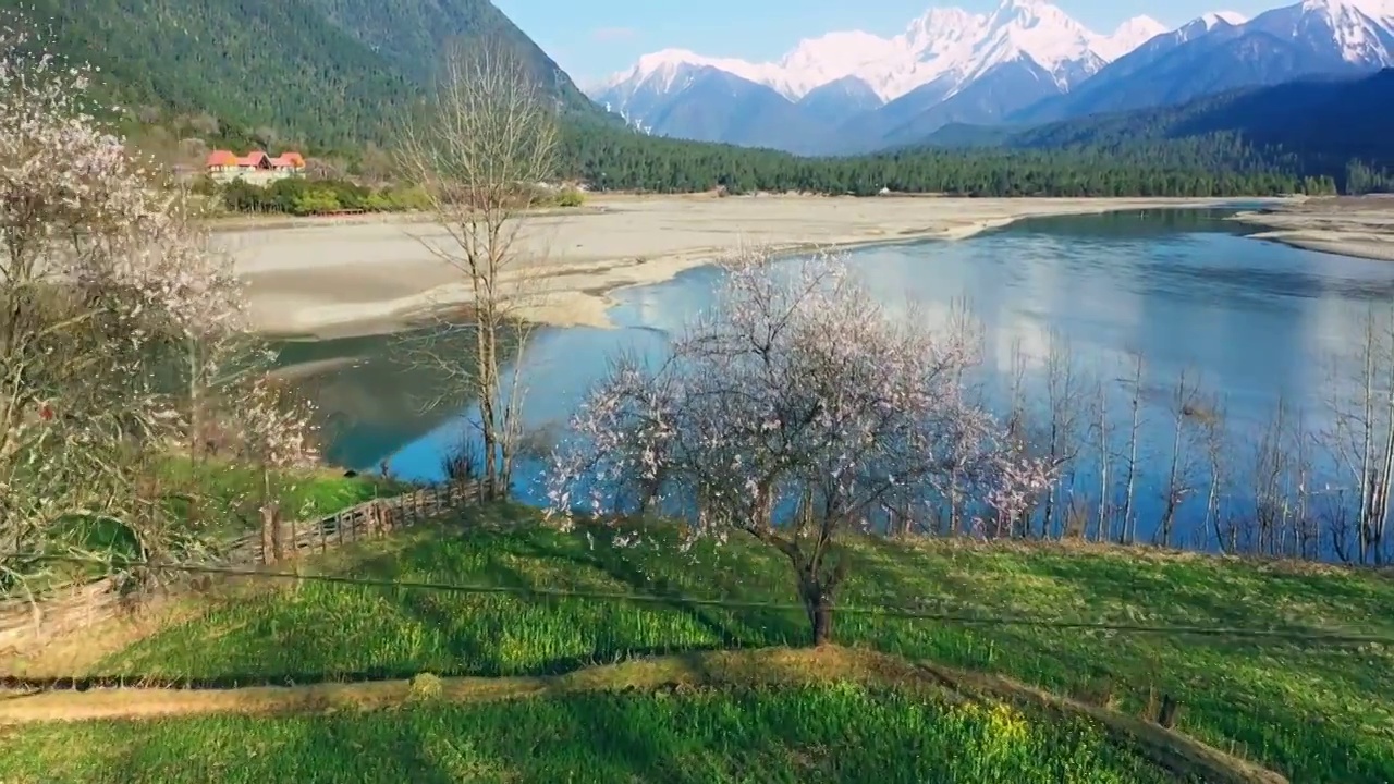 西藏波密古乡雪山下桃花盛开航拍视频素材