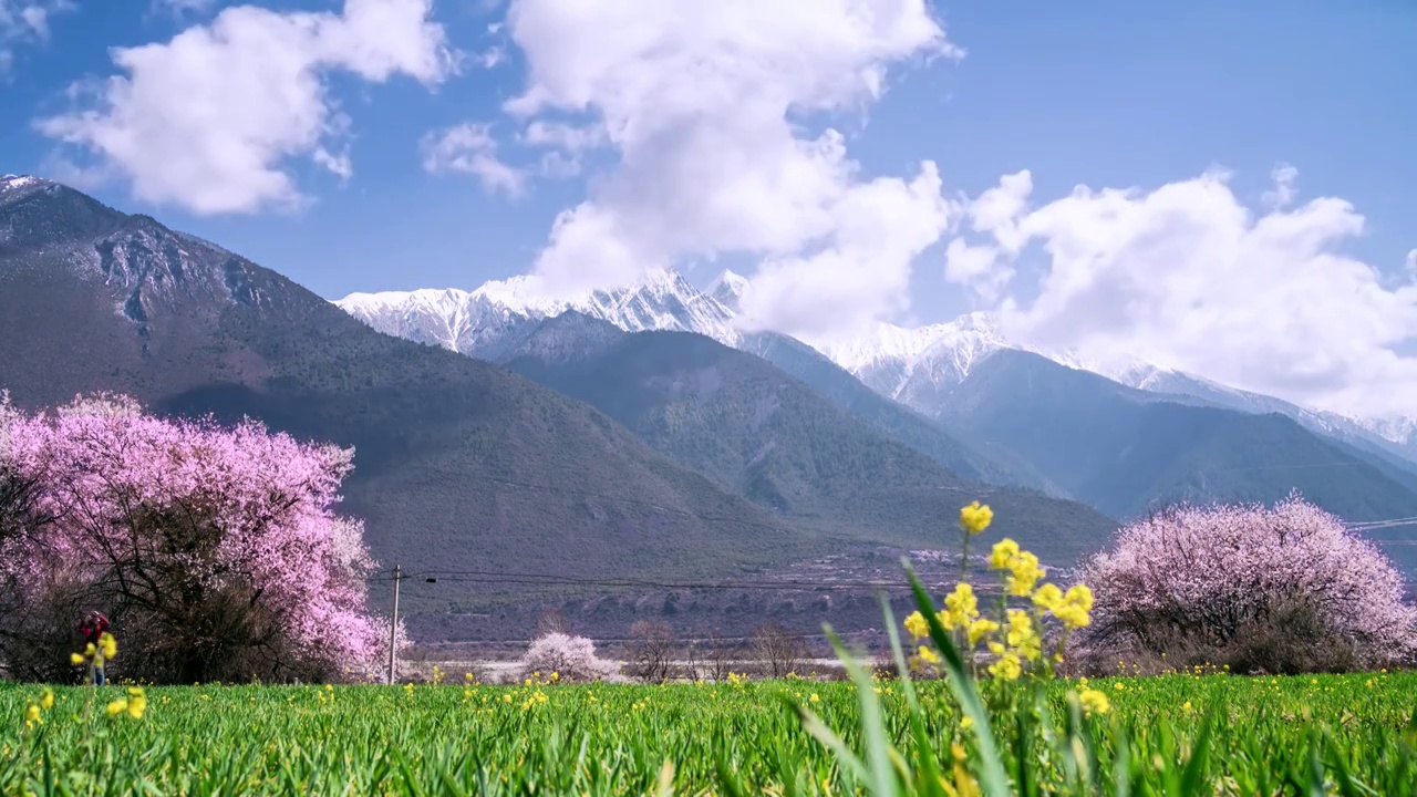 西藏林芝波密桃花盛开延时视频素材