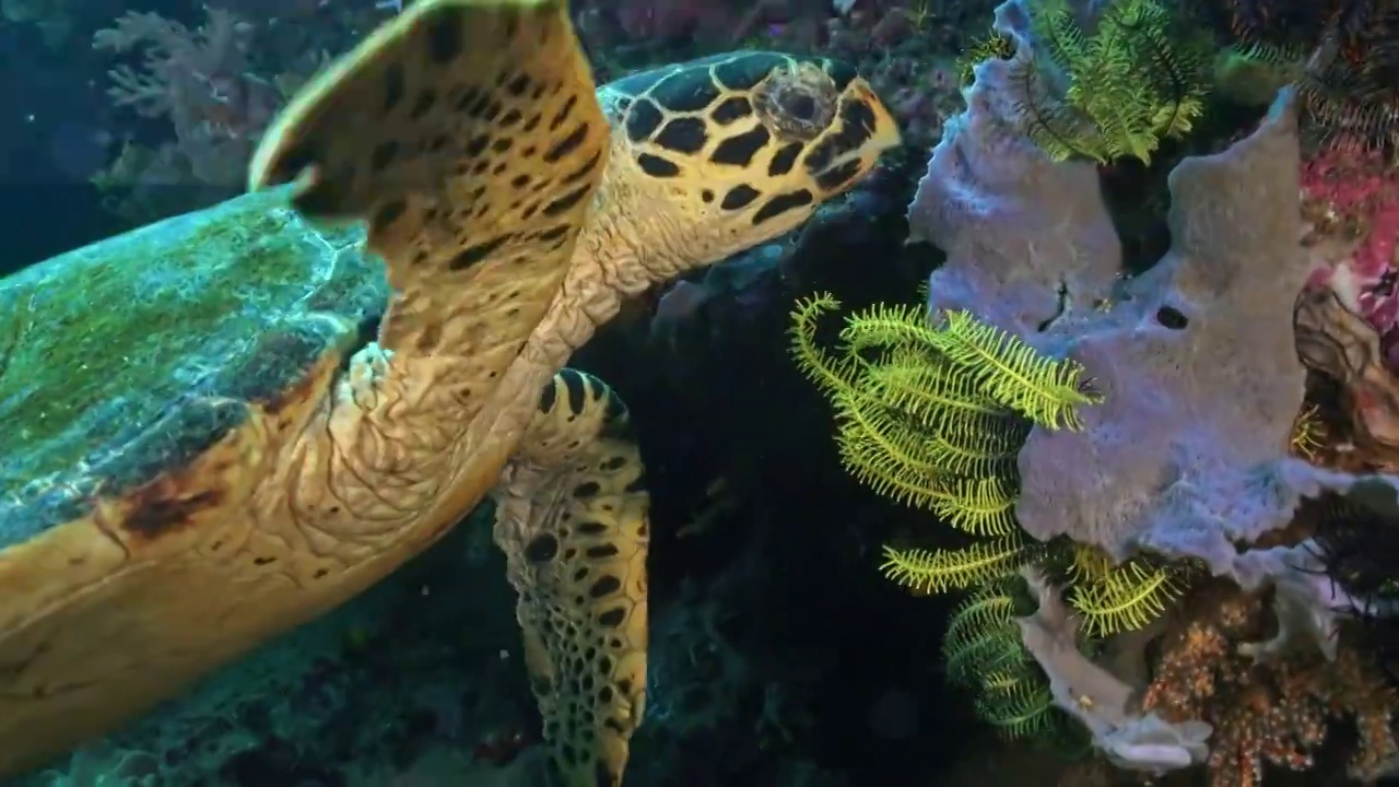 水下摄影神奇的海底世界海龟进食视频素材