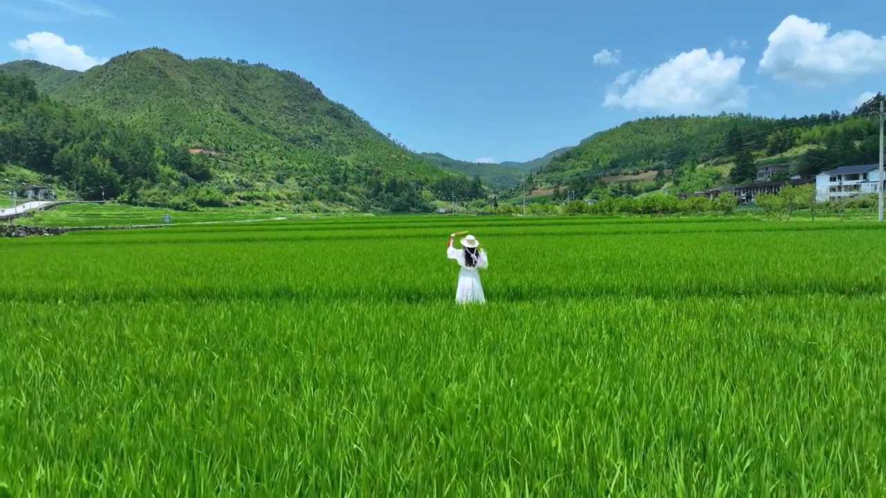 稻田中行走的美少女风吹麦浪绿色油油航拍视频素材