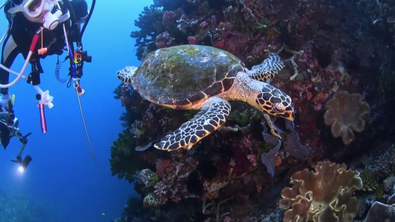 水下摄影游动的海龟绿蠵龟视频素材