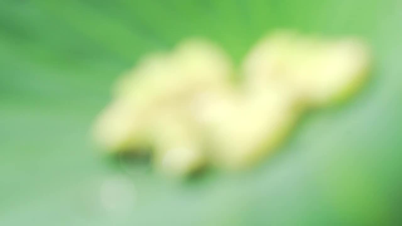 简单背景下的新鲜莲子视频素材