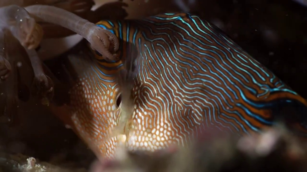 水下摄影神奇的海底世界河鲀鱼盒子鱼视频素材