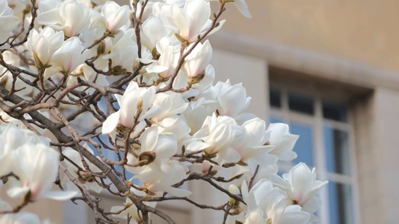 盛开的白色玉兰花视频素材