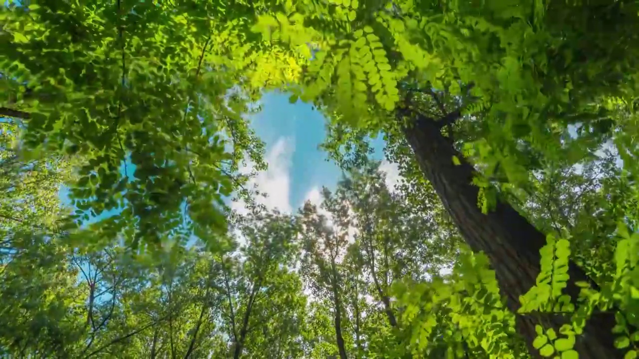夏季森林树木天空延时摄影视频下载