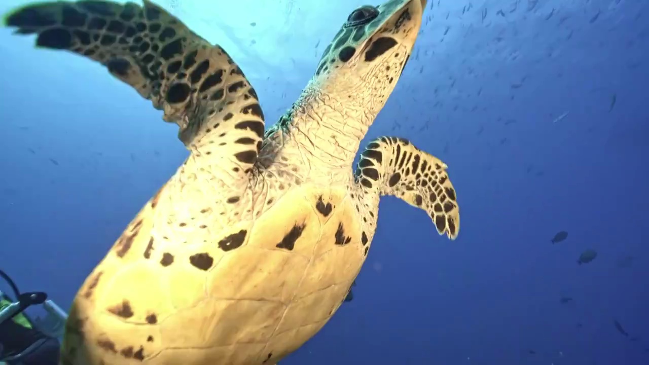 水下摄影师与海龟在海下相遇视频素材