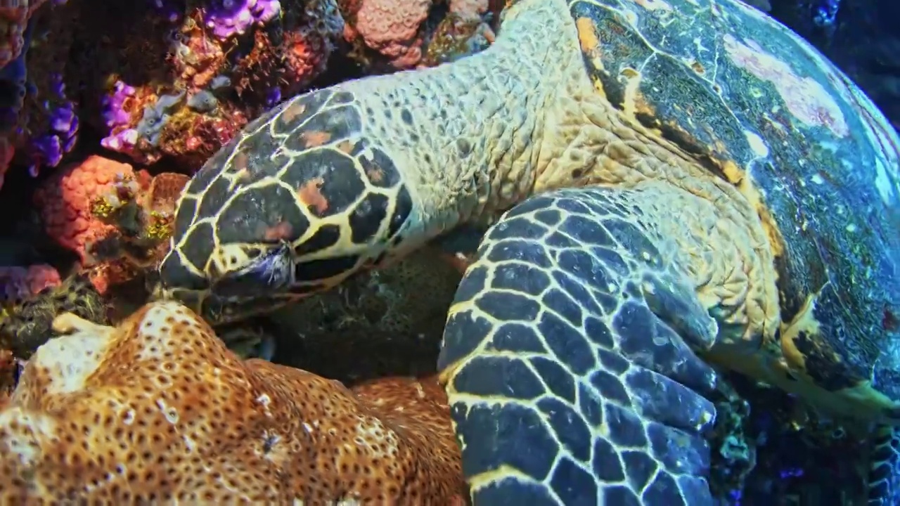 水下摄影神奇的海底世界海龟进食视频素材