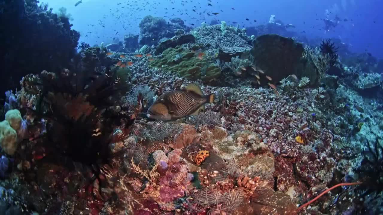 水下摄影神奇的海底世界泰坦扳机鱼视频素材