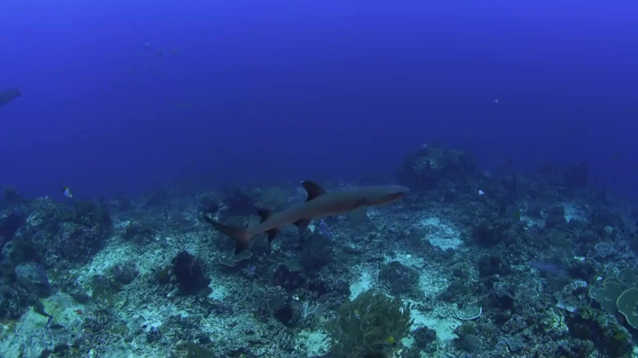 水下摄影珊瑚礁盘上穿梭的黑鳍礁鲨视频下载