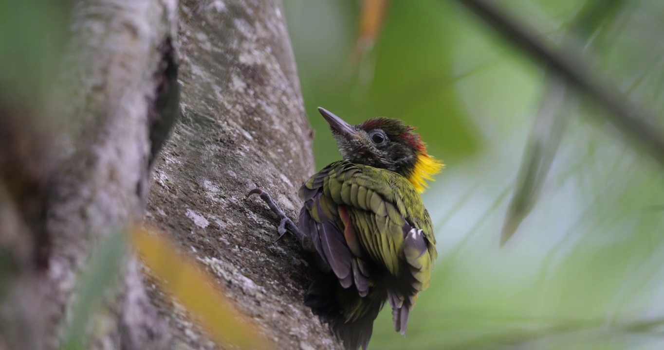 国家二级保护动物黄冠啄木鸟趴在树上视频下载