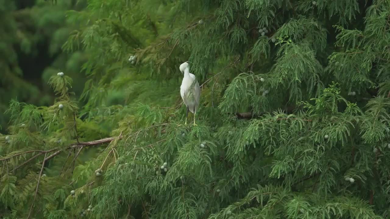 树梢上的白鹭视频素材