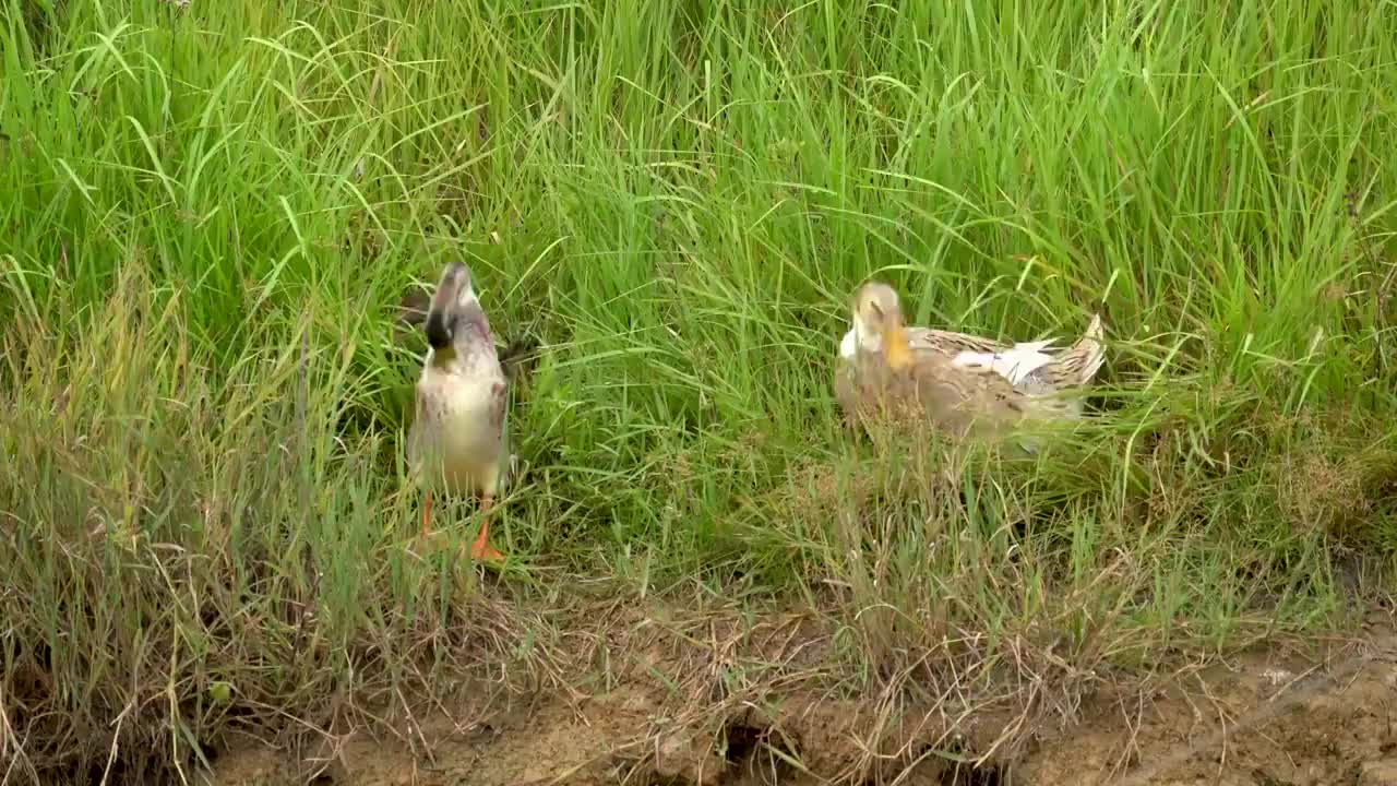 草丛的野鸭视频素材