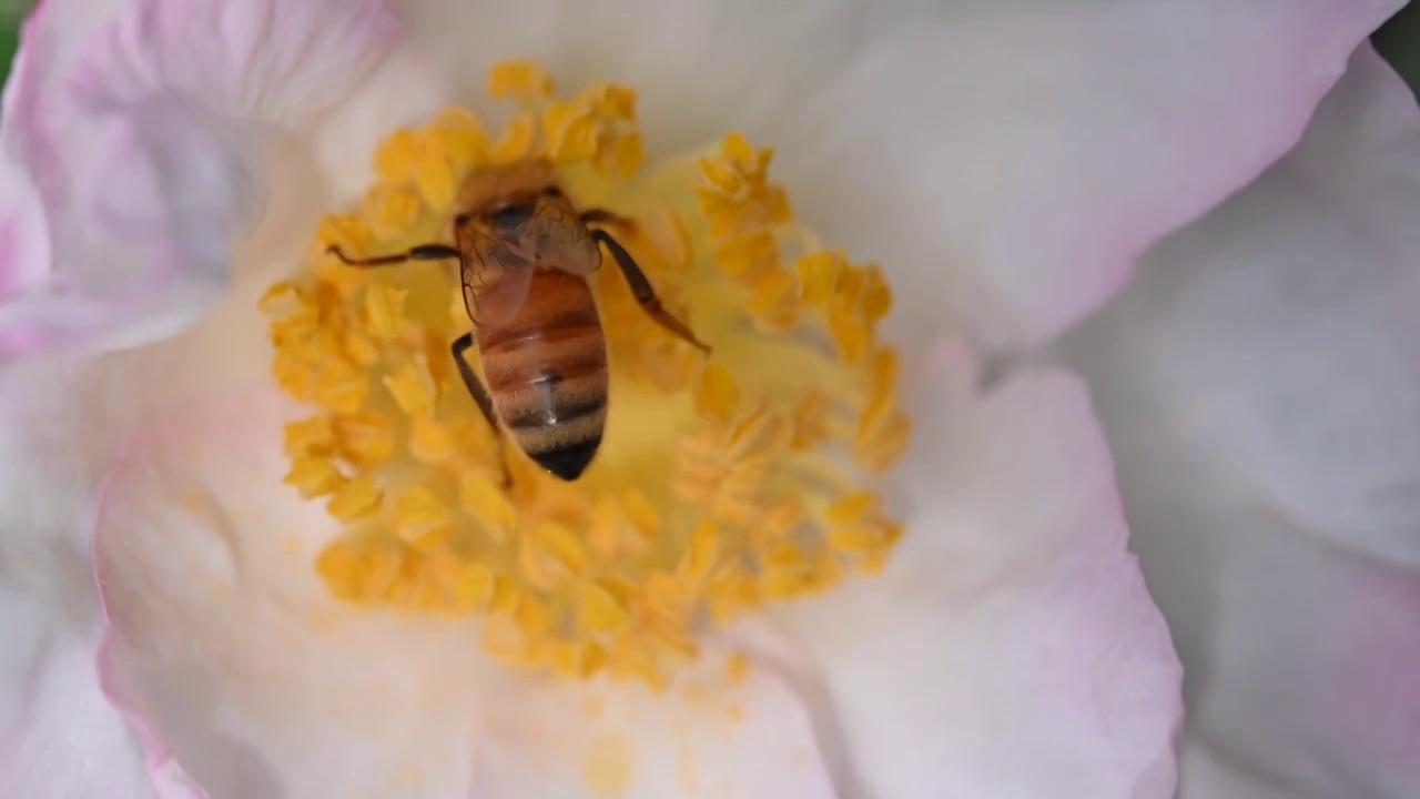 蜜蜂采蜜视频下载