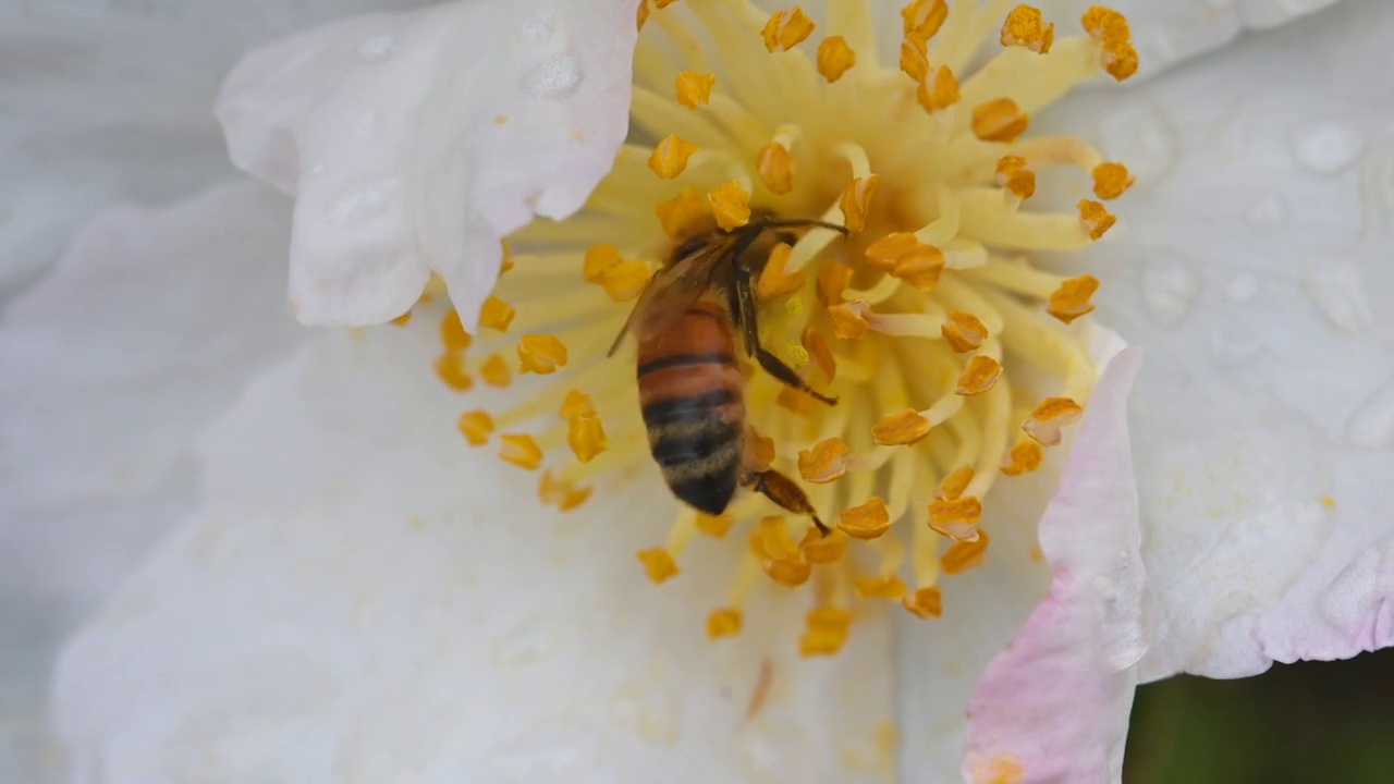 养蜂厂的蜜蜂视频素材