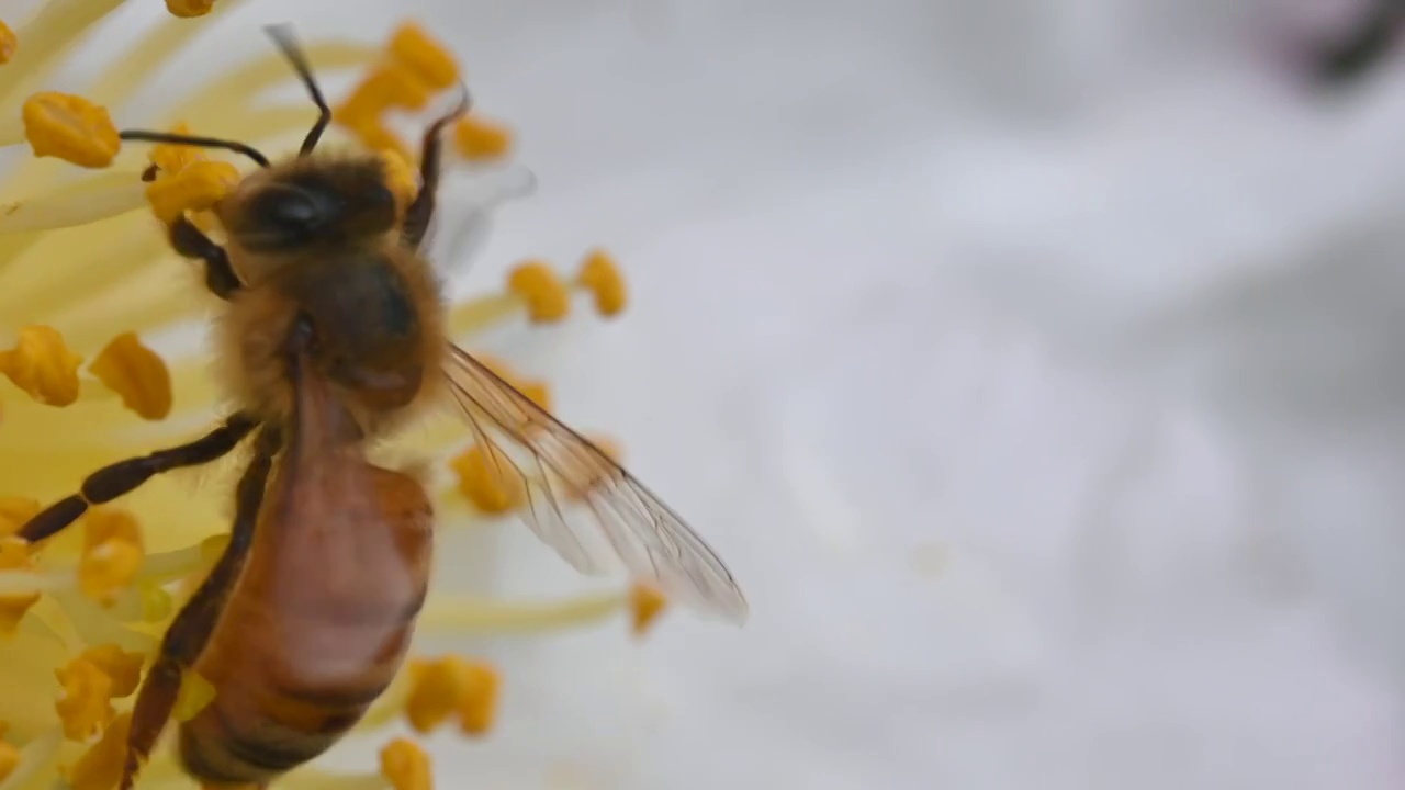 蜜蜂采蜜特写视频素材
