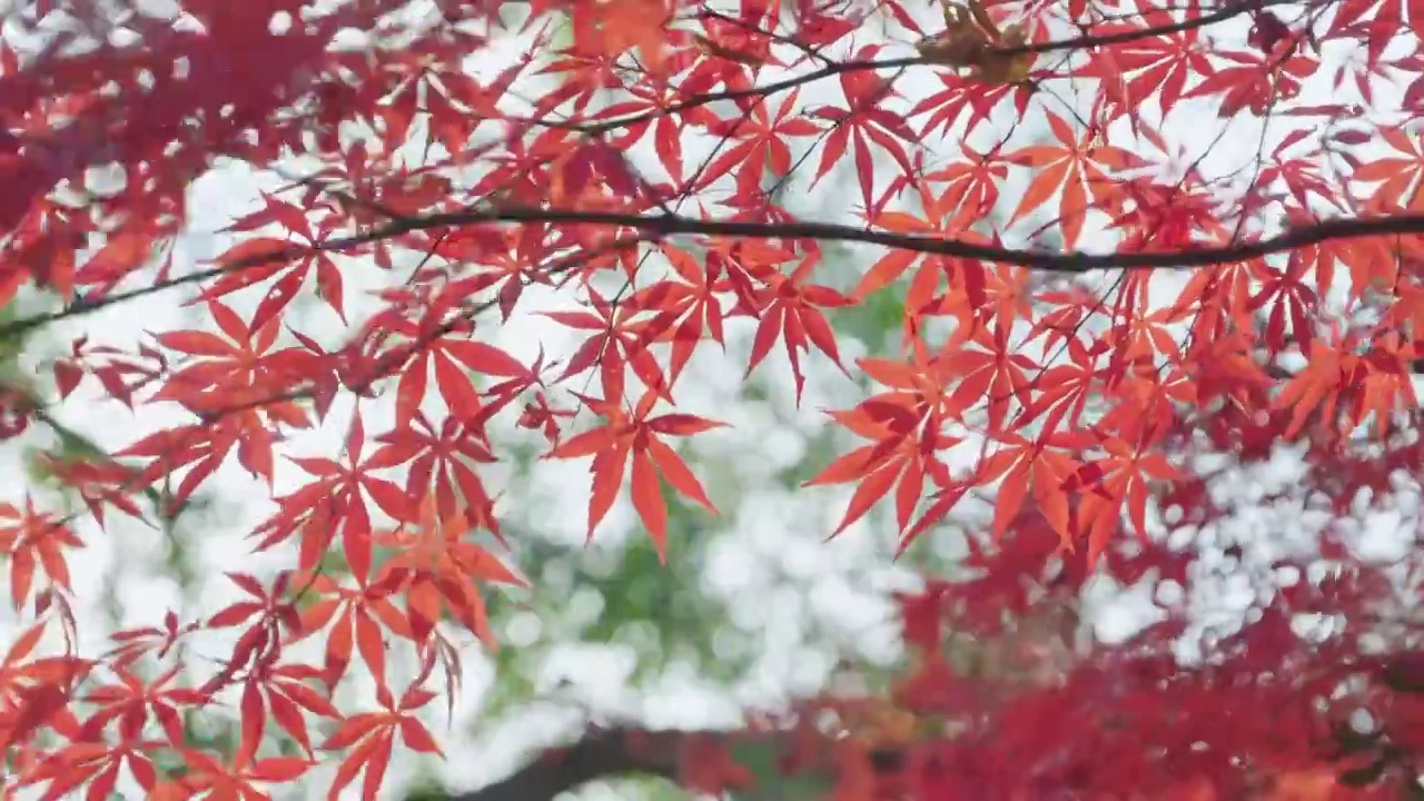 秋日红枫随风飘动视频素材