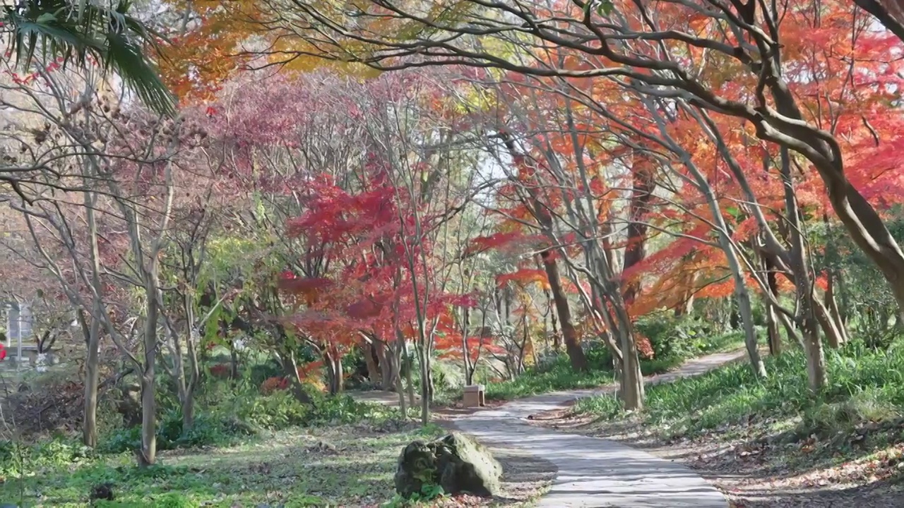 秋天的南京植物园枫树红了视频素材