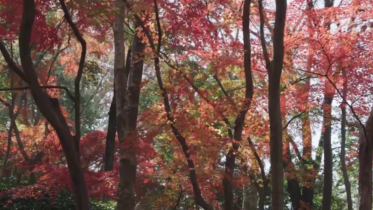 秋日阳光下的红枫林视频素材