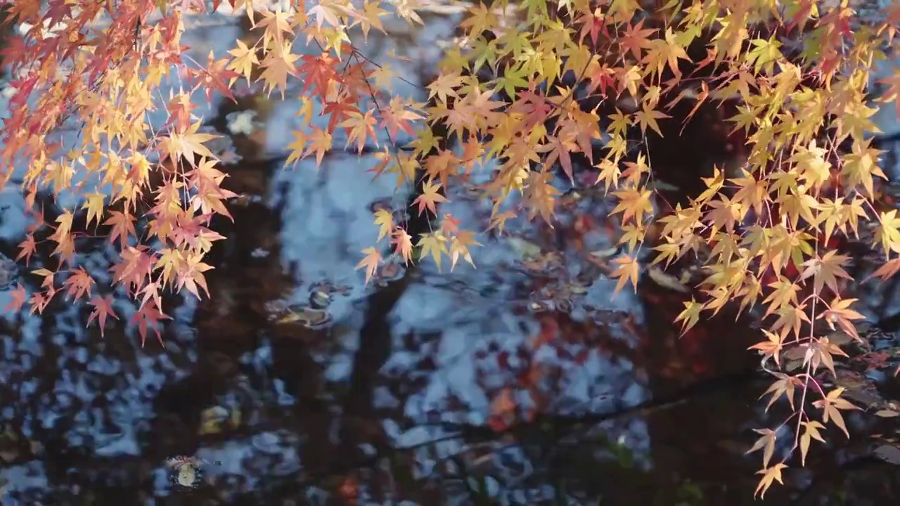 溪流边的红枫随风摇曳视频素材