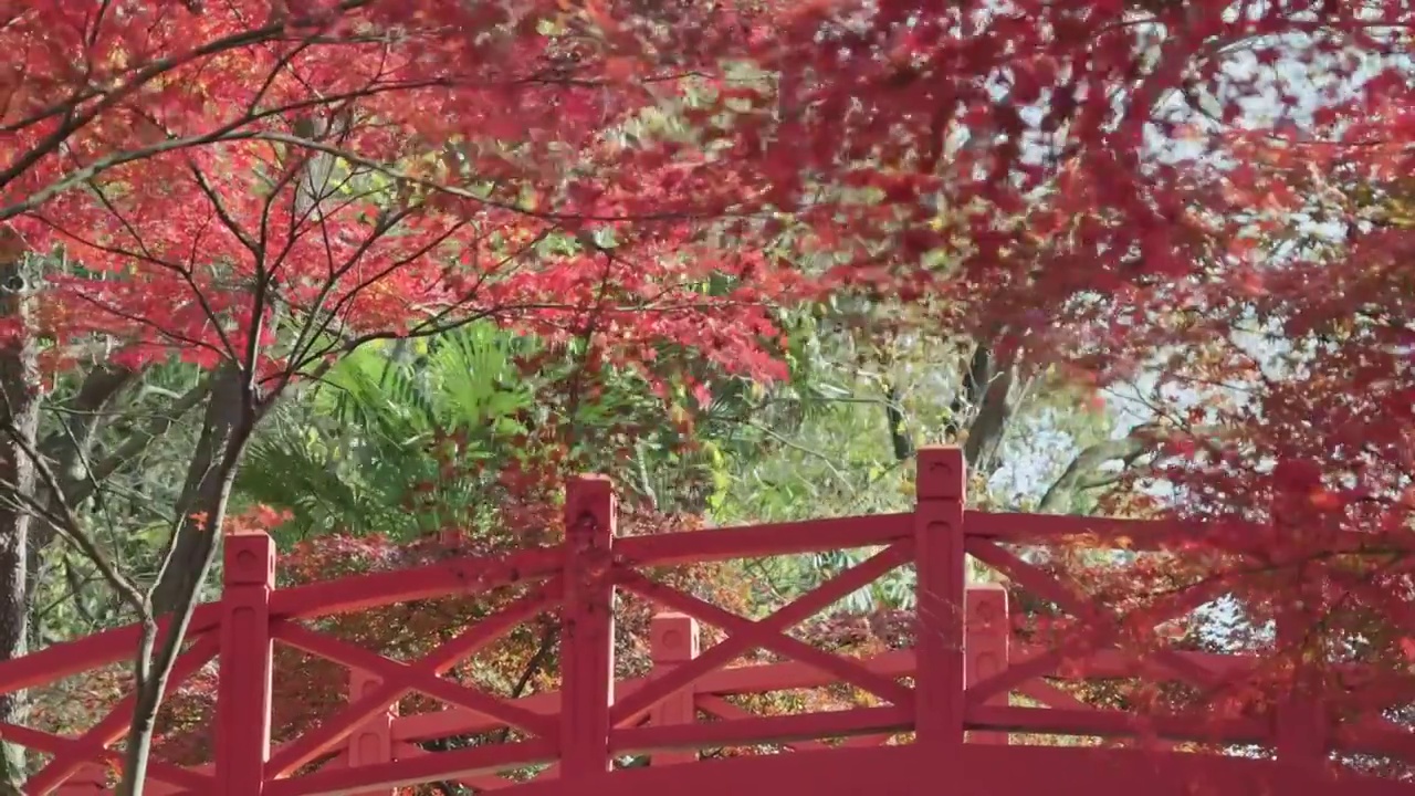 南京植物园里的红桥与红枫视频素材