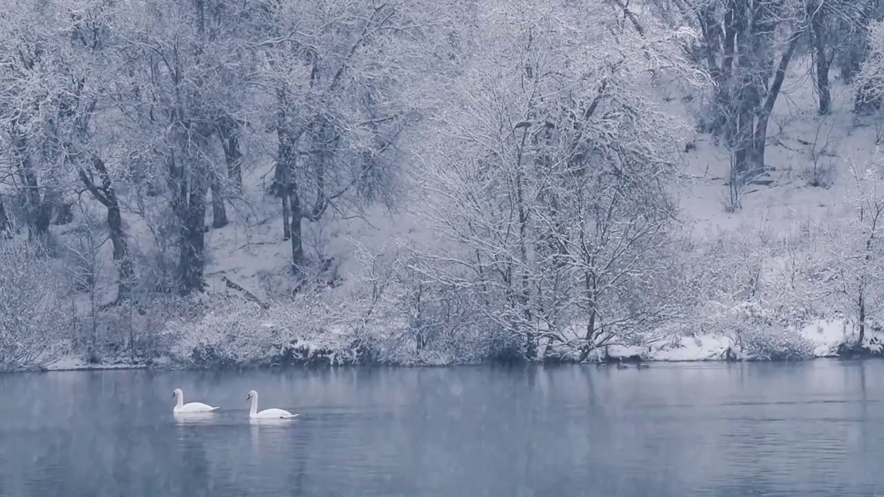 大雪中游弋的两只天鹅（新疆伊犁天鹅泉）视频购买