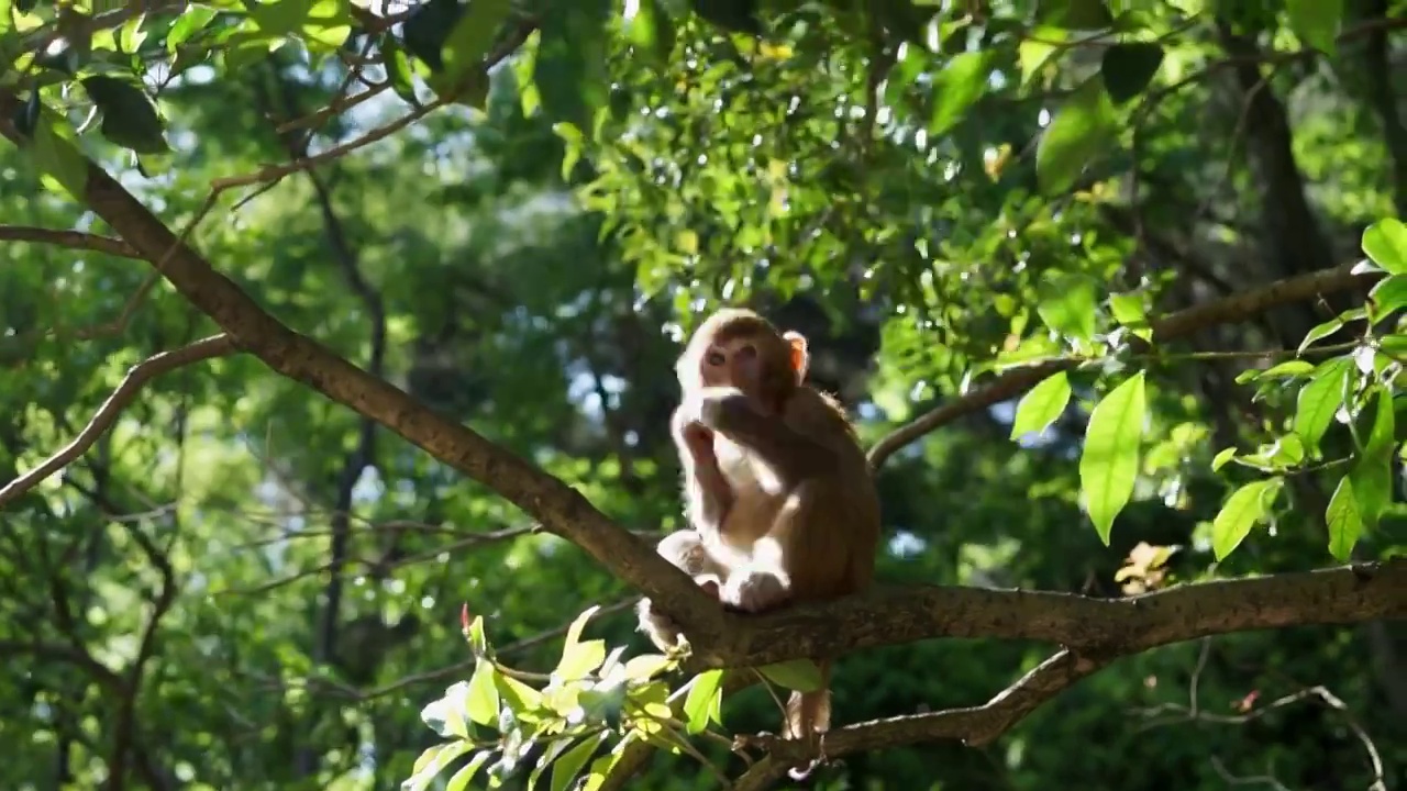 黔灵山野生猴子视频素材