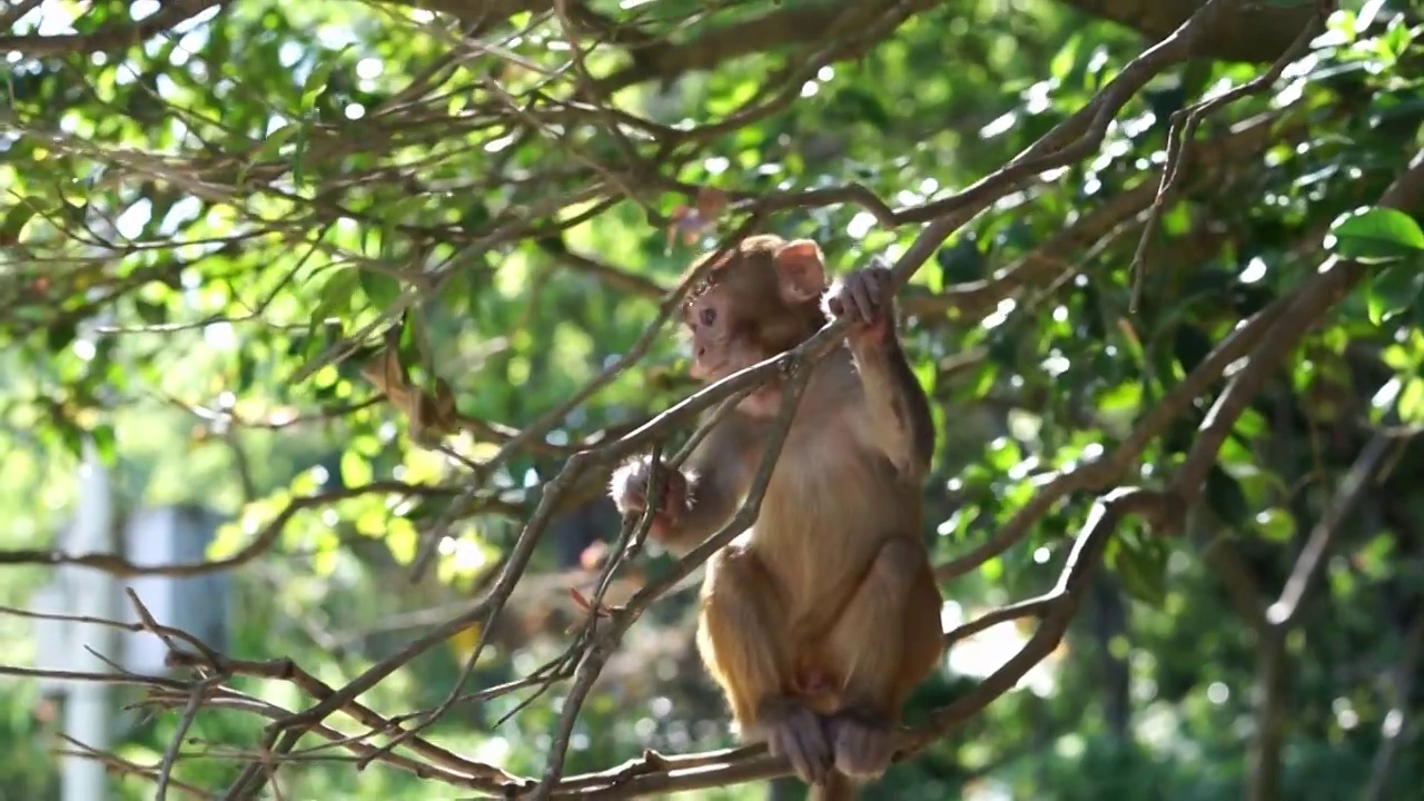 黔灵山野生猴子视频素材