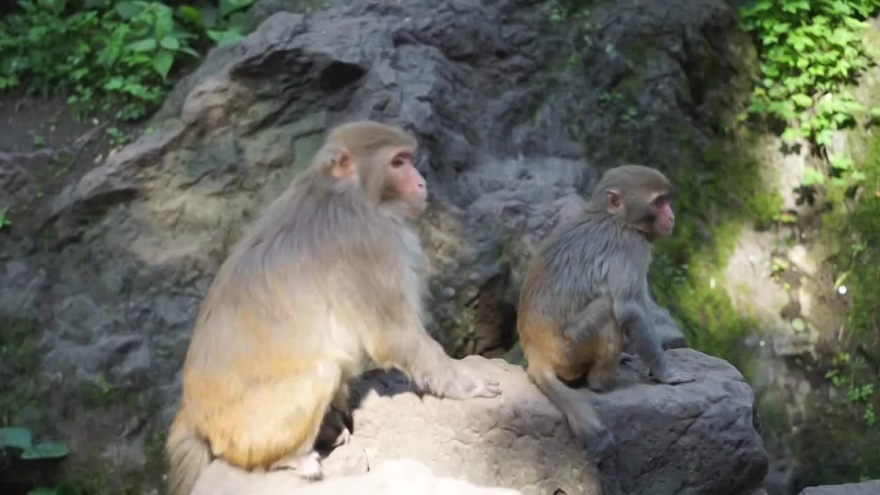 猴子黔灵山公园视频素材