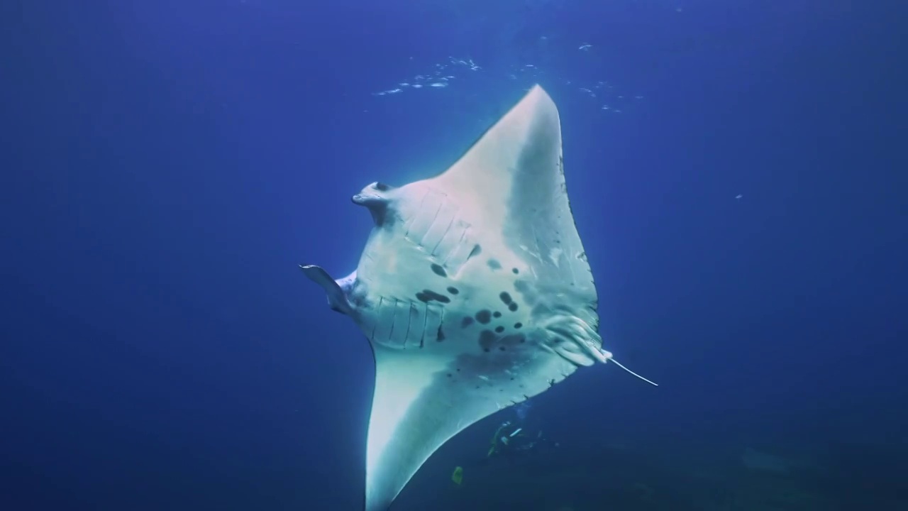 水下摄影神奇神秘的海底世界Manta视频下载