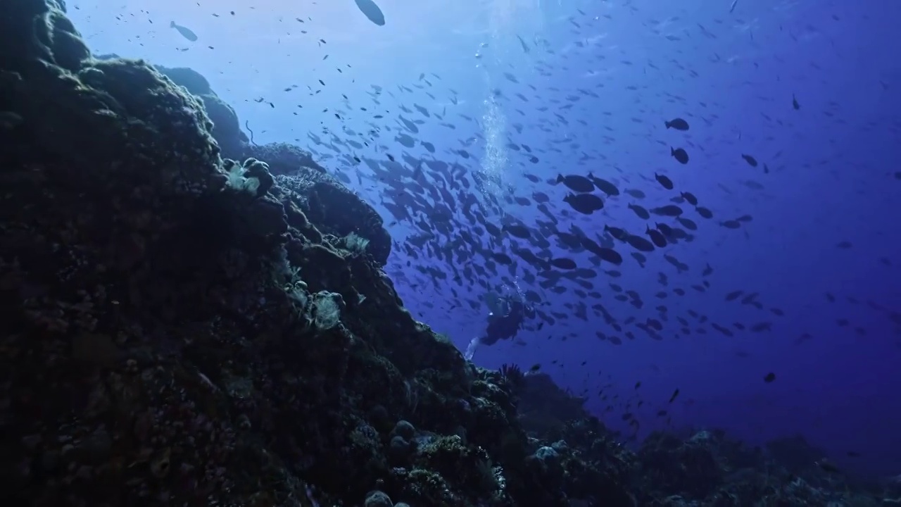 水下摄影师拍摄记录海洋水下世界视频素材