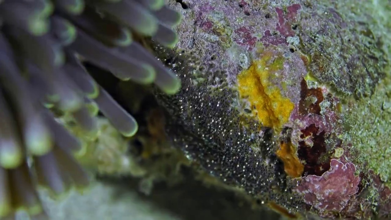 水下摄影神奇神秘的海底世界小丑鱼nemo产卵视频下载