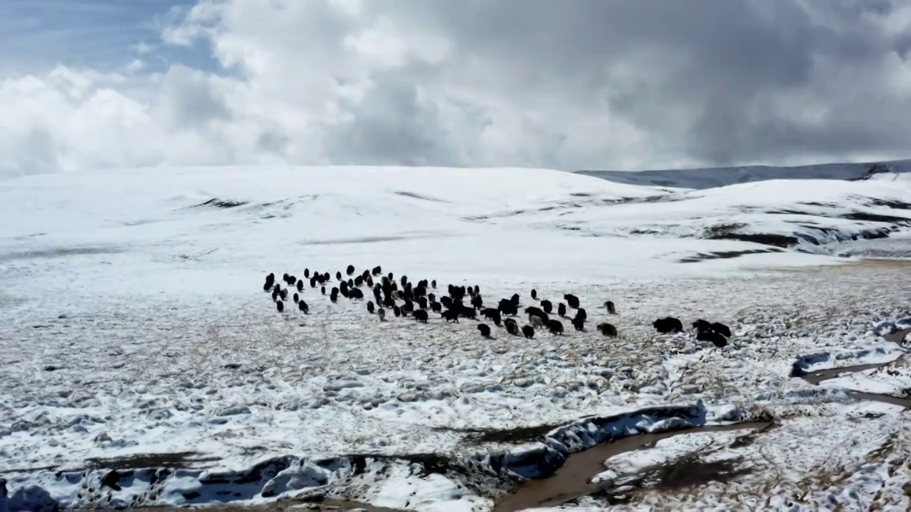 青藏高原上成片的牦牛群视频下载
