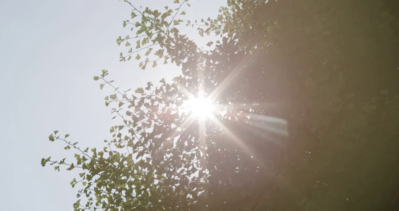 阳光明媚的日子里新鲜的绿色视频下载