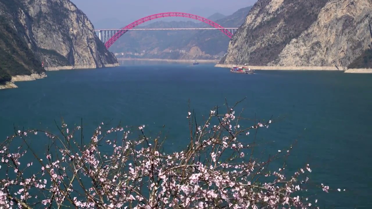 湖北宜昌 船舶行驶在桃花盛开的西陵峡江段视频素材