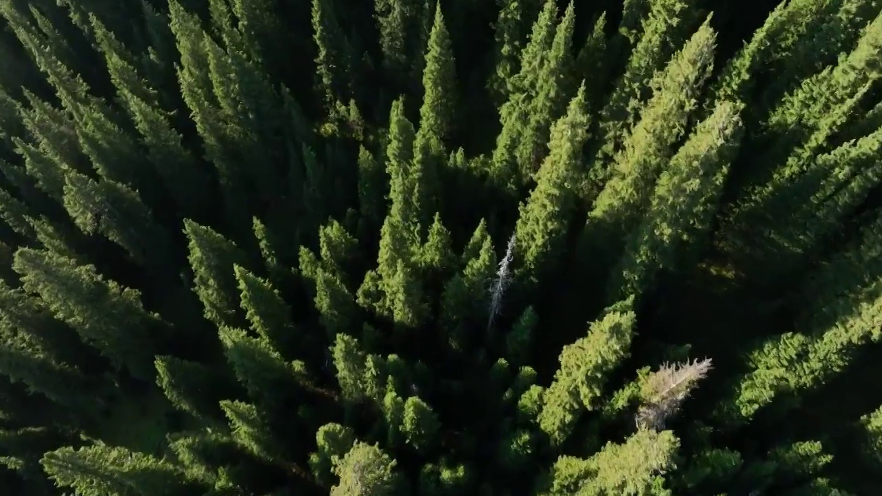 赛里木湖的冷杉林视频素材