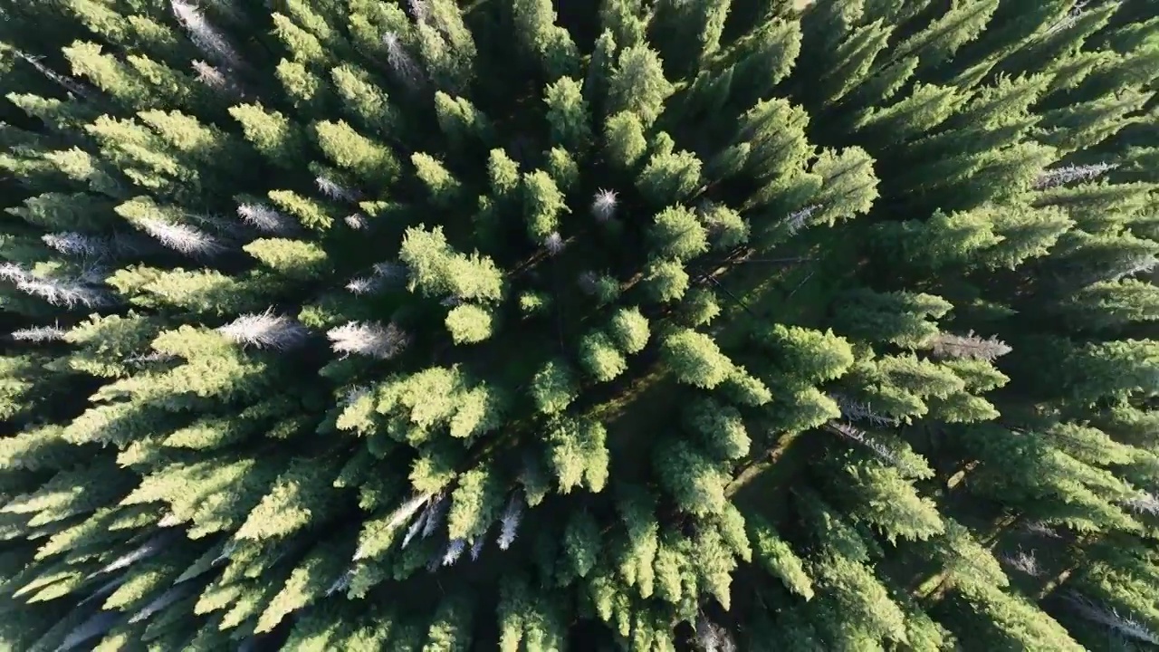 赛里木湖的冷杉林视频素材